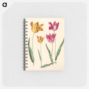アートメモ帳-Tulipa Gesneriana
 - マリア ジビーラ メーリアン Memo.
