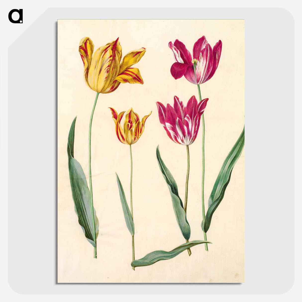 1-10_Maria-Sibylla-Merian_picture-crop