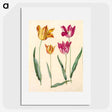 1-10_Maria-Sibylla-Merian_picture