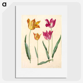 1-10_Maria-Sibylla-Merian_picture