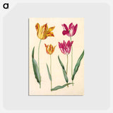 アートポストカード-Tulipa Gesneriana
 - マリア ジビーラ メーリアン Postcard.