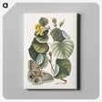 1-10_Mark-Catesby_canvas