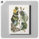 1-10_Mark-Catesby_canvas