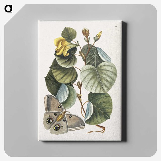 1-10_Mark-Catesby_canvas