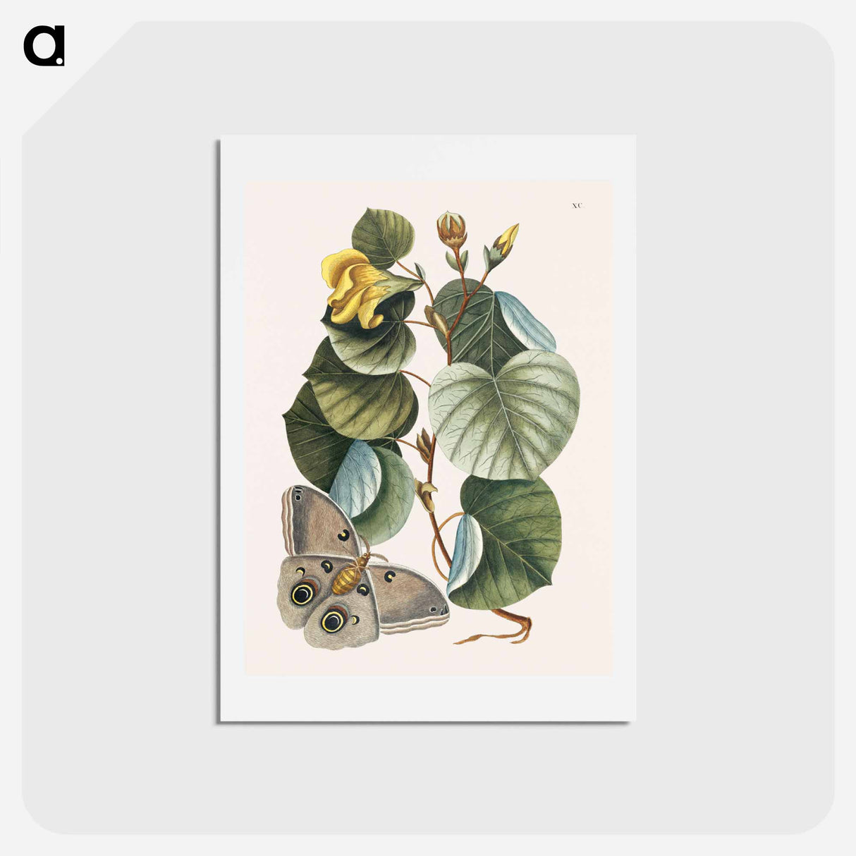 アートポストカード-Mano Tree
 - マーク ケイツビー Postcard.