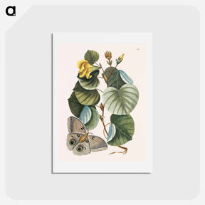 アートポストカード-Mano Tree
 - マーク ケイツビー Postcard.