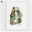 1-10_Mark-Catesby_picture