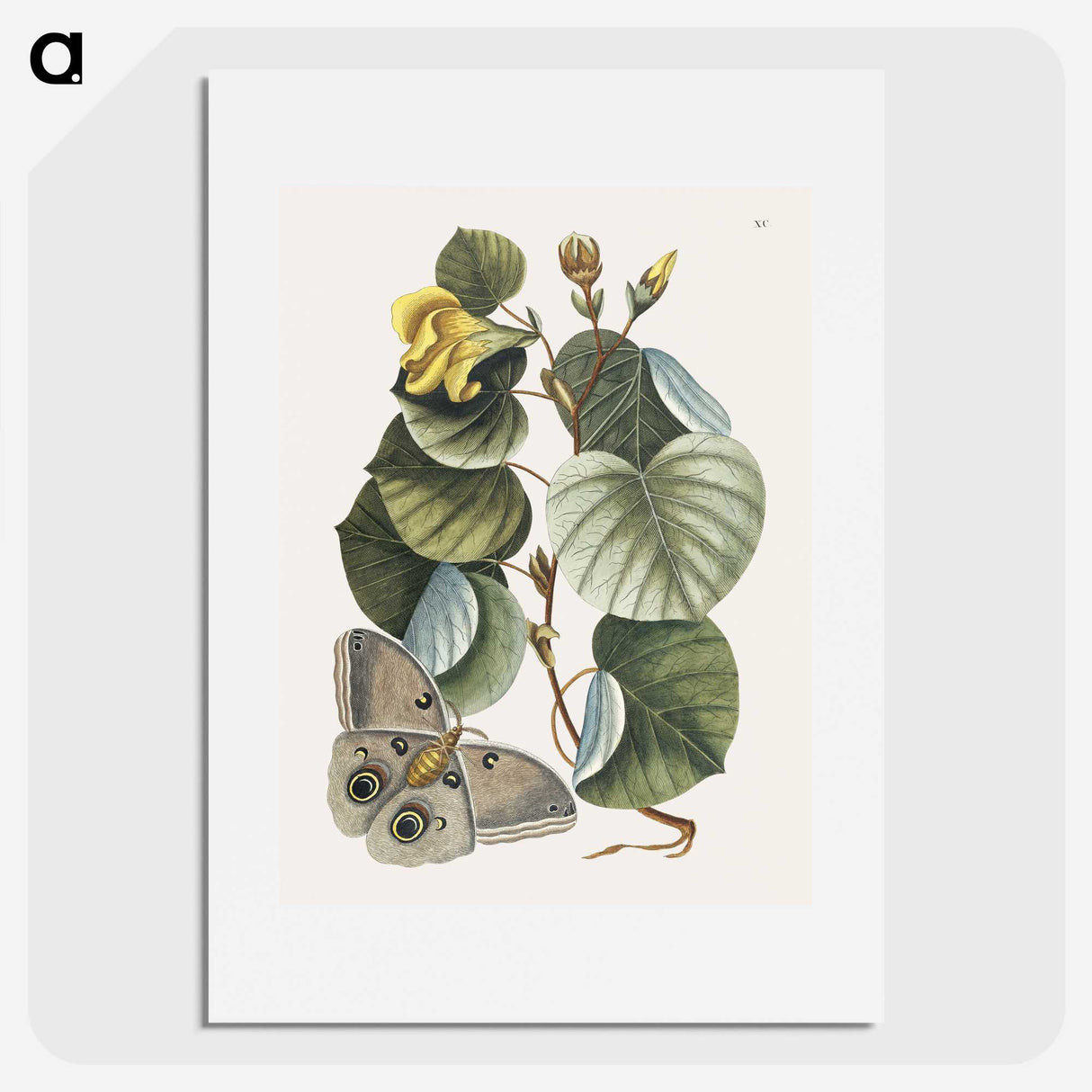 1-10_Mark-Catesby_picture