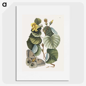 1-10_Mark-Catesby_picture