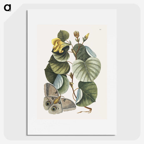 1-10_Mark-Catesby_picture