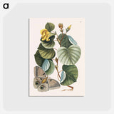 アートポストカード-Mano Tree
 - マーク ケイツビー Postcard.