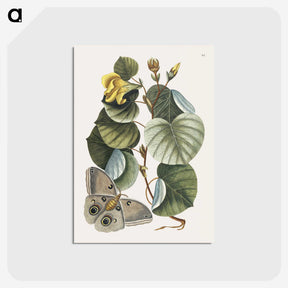 1-10_Mark-Catesby_postcard