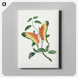 1-10_Mary-Altha-Nims_canvas