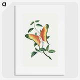 1-10_Mary-Altha-Nims_picture
