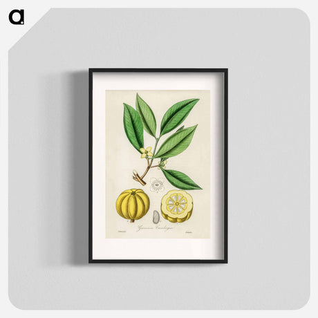 アートポスター-Garcinia Cambogia Illustration
 - 薬用植物学 Poster.