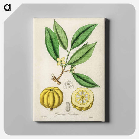 アートパネル-Garcinia Cambogia Illustration
 - 薬用植物学 Canvas.