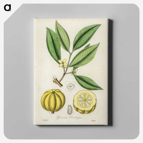 1-10_Medical-Botany_canvas