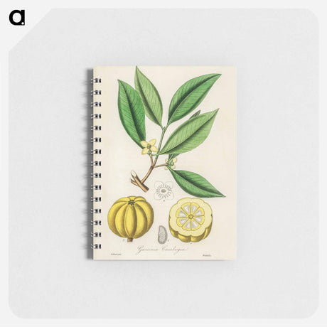 アートメモ帳-Garcinia Cambogia Illustration
 - 薬用植物学 Memo.