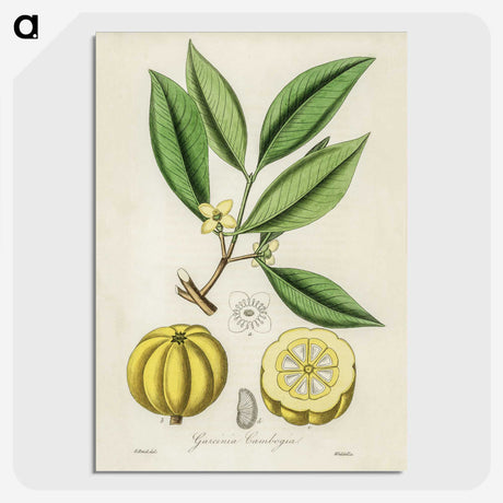 1-10_Medical-Botany_picture-crop