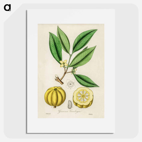 アートポスター-Garcinia Cambogia Illustration
 - 薬用植物学 Poster.