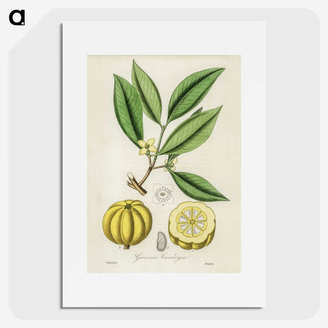1-10_Medical-Botany_picture