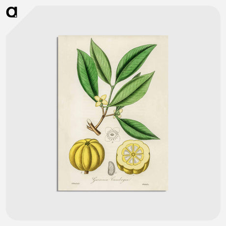 アートポストカード-Garcinia Cambogia Illustration
 - 薬用植物学 Postcard.