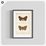1-10_Moths-and-Butterflies-of-the-United-States_blk