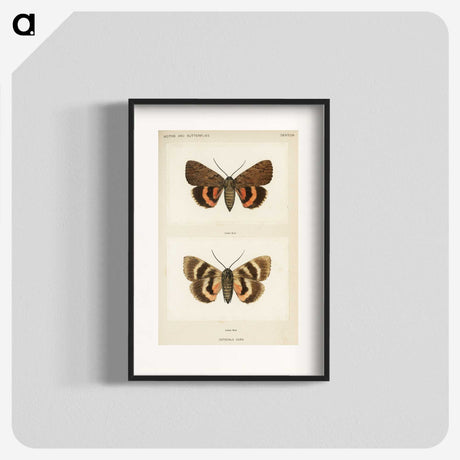 1-10_Moths-and-Butterflies-of-the-United-States_blk