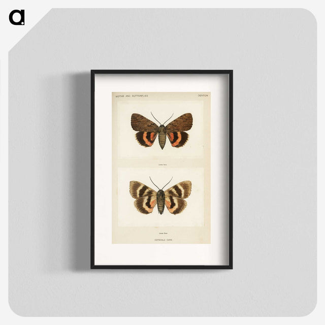 1-10_Moths-and-Butterflies-of-the-United-States_blk