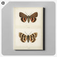 1-10_Moths-and-Butterflies-of-the-United-States_canvas