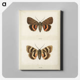 1-10_Moths-and-Butterflies-of-the-United-States_canvas