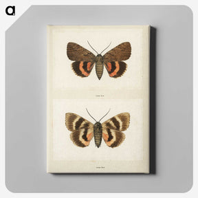 1-10_Moths-and-Butterflies-of-the-United-States_canvas