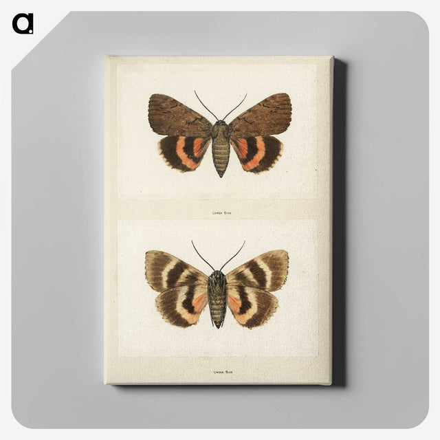 1-10_Moths-and-Butterflies-of-the-United-States_canvas