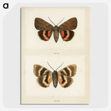 1-10_Moths-and-Butterflies-of-the-United-States_picture-crop