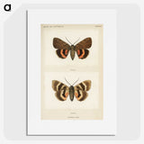 1-10_Moths-and-Butterflies-of-the-United-States_picture