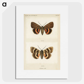 1-10_Moths-and-Butterflies-of-the-United-States_picture