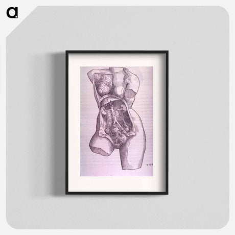 アートポスター-Gastrointestinal and Reproductive System Plate
 - 国立医学図書館 Poster.