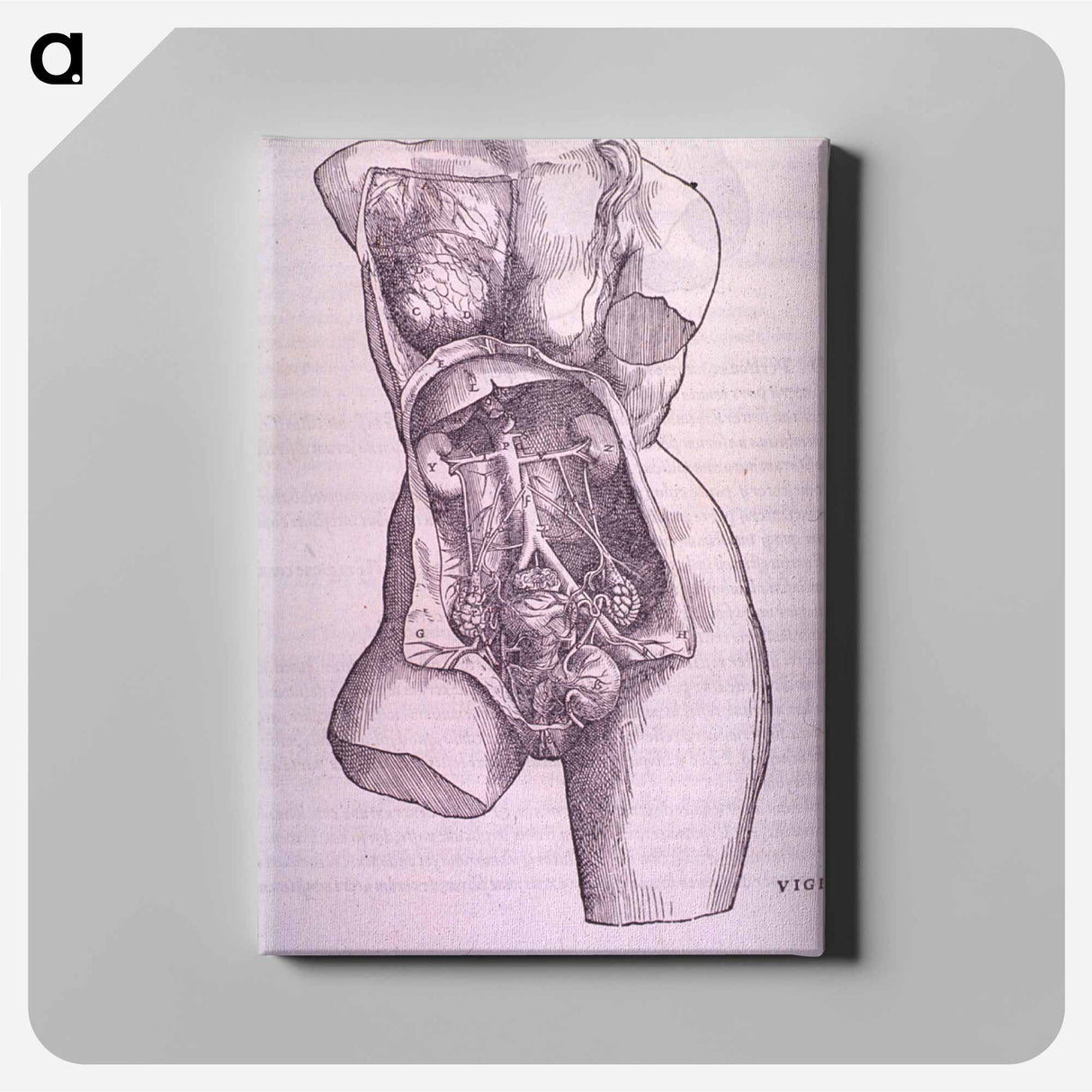 アートパネル-Gastrointestinal and Reproductive System Plate
 - 国立医学図書館 Canvas.