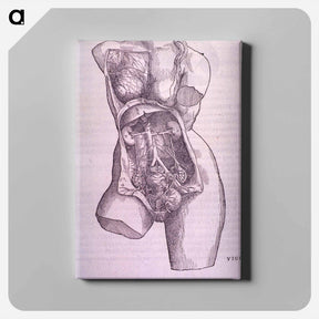 アートパネル-Gastrointestinal and Reproductive System Plate
 - 国立医学図書館 Canvas.