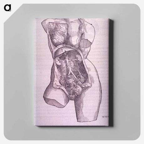 アートパネル-Gastrointestinal and Reproductive System Plate
 - 国立医学図書館 Canvas.