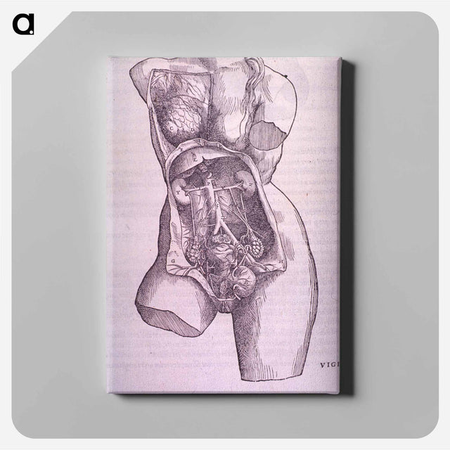 アートパネル-Gastrointestinal and Reproductive System Plate
 - 国立医学図書館 Canvas.