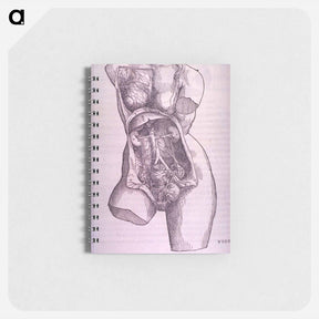 アートメモ帳-Gastrointestinal and Reproductive System Plate
 - 国立医学図書館 Memo.