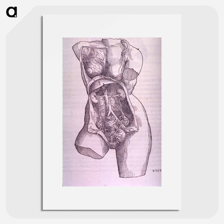 アートポスター-Gastrointestinal and Reproductive System Plate
 - 国立医学図書館 Poster.