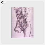 アートポストカード-Gastrointestinal and Reproductive System Plate
 - 国立医学図書館 Postcard.
