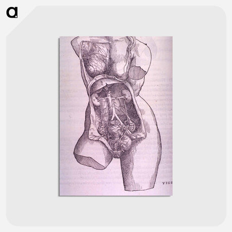 アートポストカード-Gastrointestinal and Reproductive System Plate
 - 国立医学図書館 Postcard.