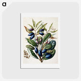 1-10_Native-Flowering-Plants-of-New-Zealand_hagaki