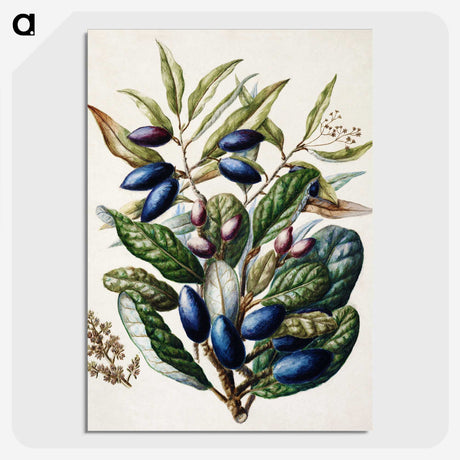 1-10_Native-Flowering-Plants-of-New-Zealand_picture-crop