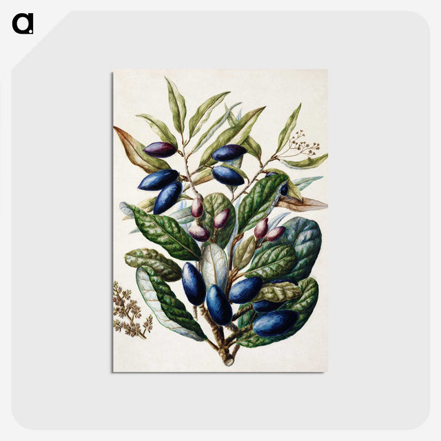 1-10_Native-Flowering-Plants-of-New-Zealand_postcard