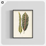 1-10_New-and-Rare-Beautiful-Leaved-Plants_blk-crop