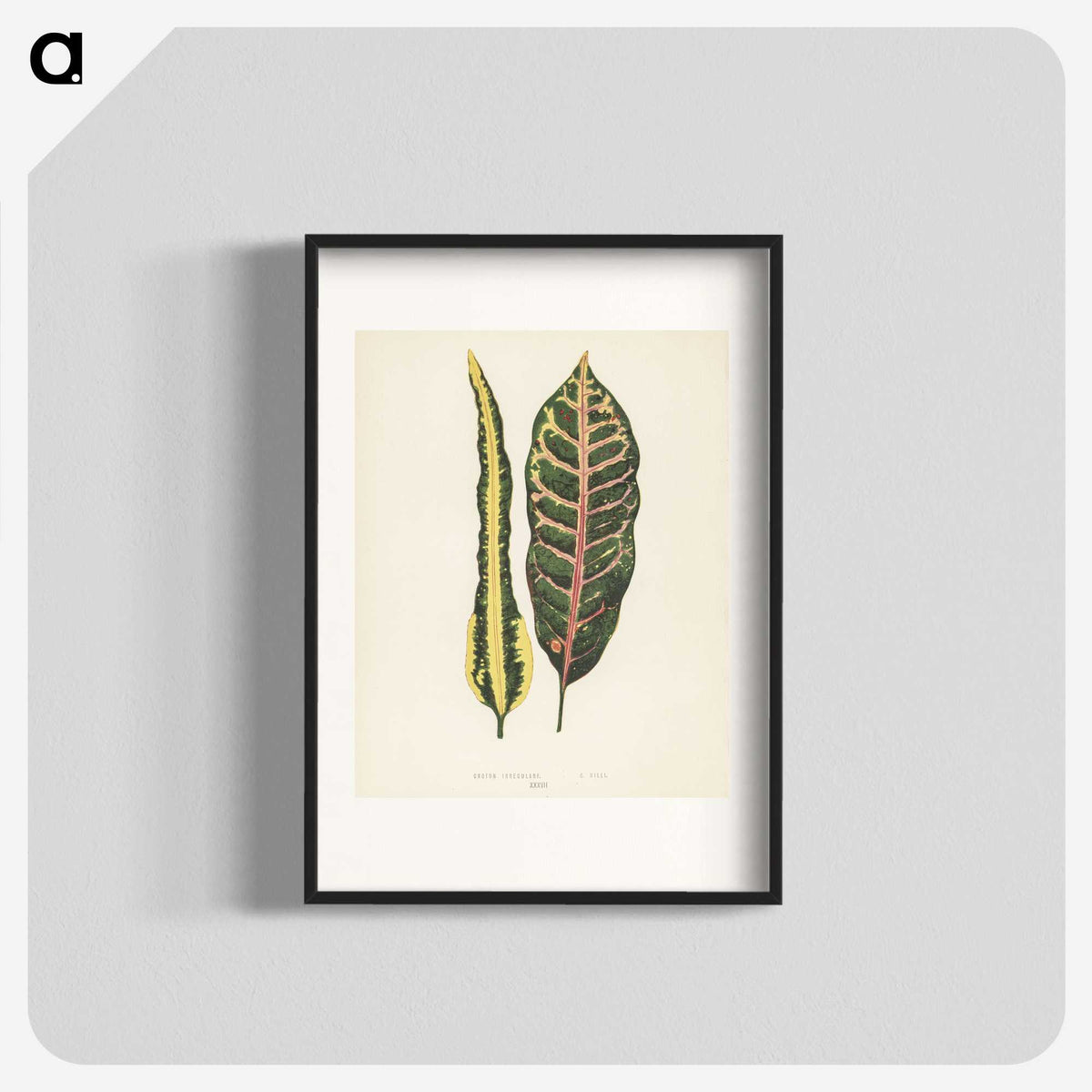 1-10_New-and-Rare-Beautiful-Leaved-Plants_blk